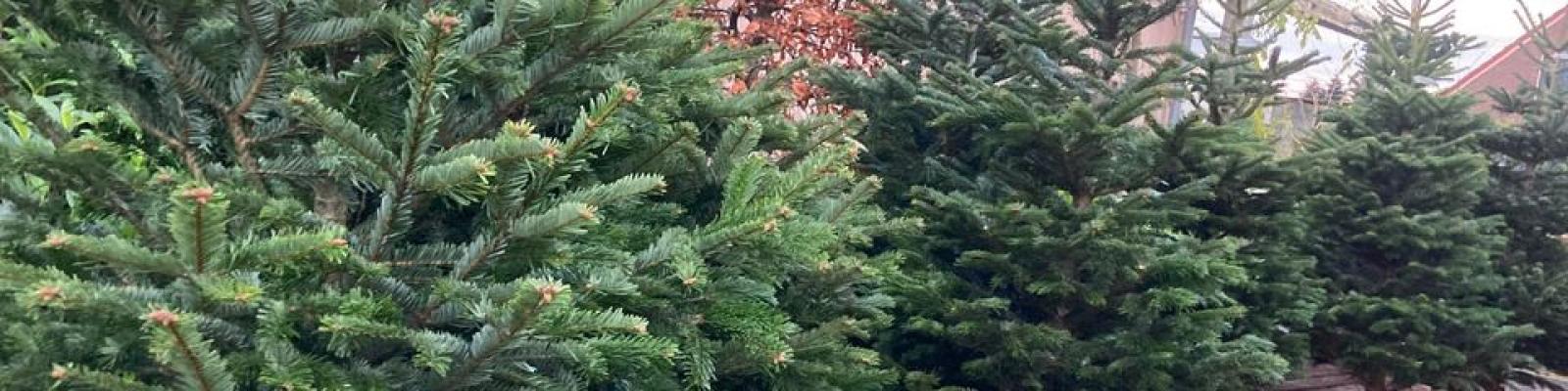 Nieuwsupdate 29 november - 2024