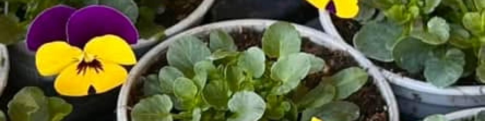 Nieuwsupdate 26 februari - 2025