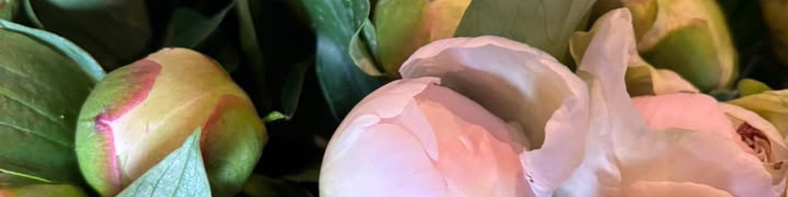 Nieuwsupdate 24 april - 2025