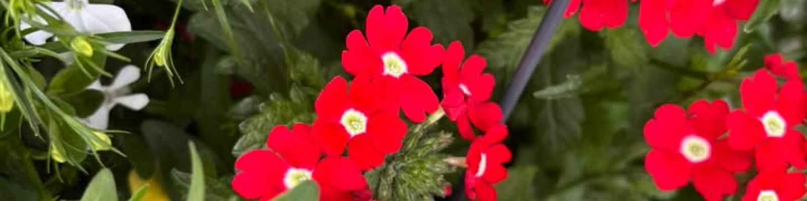 Nieuwsupdate  5 mei - 2025