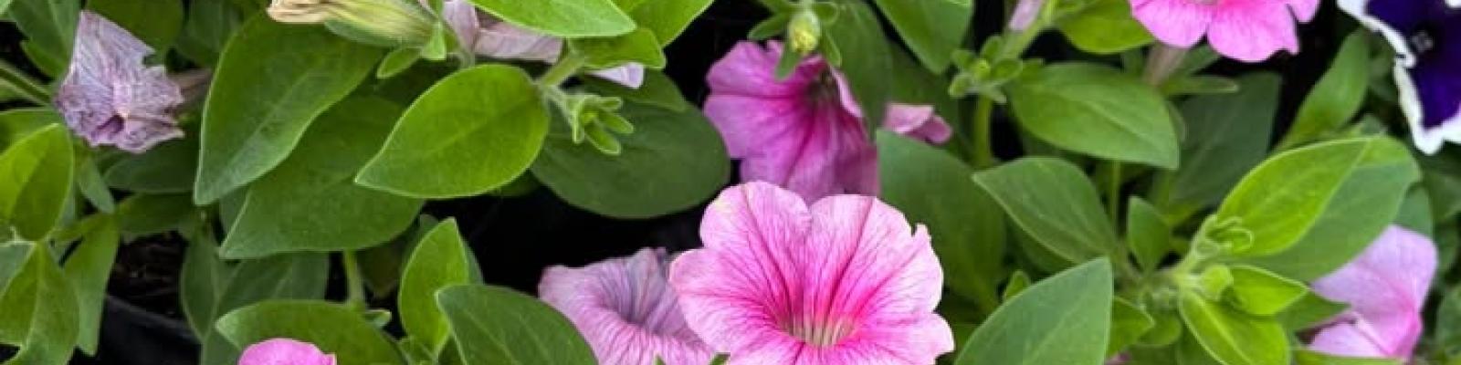 Nieuwsupdate  3 mei - 2025