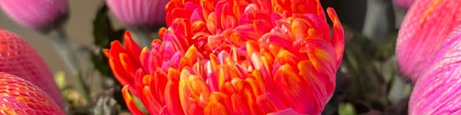 Nieuwsupdate 10 mei - 2025