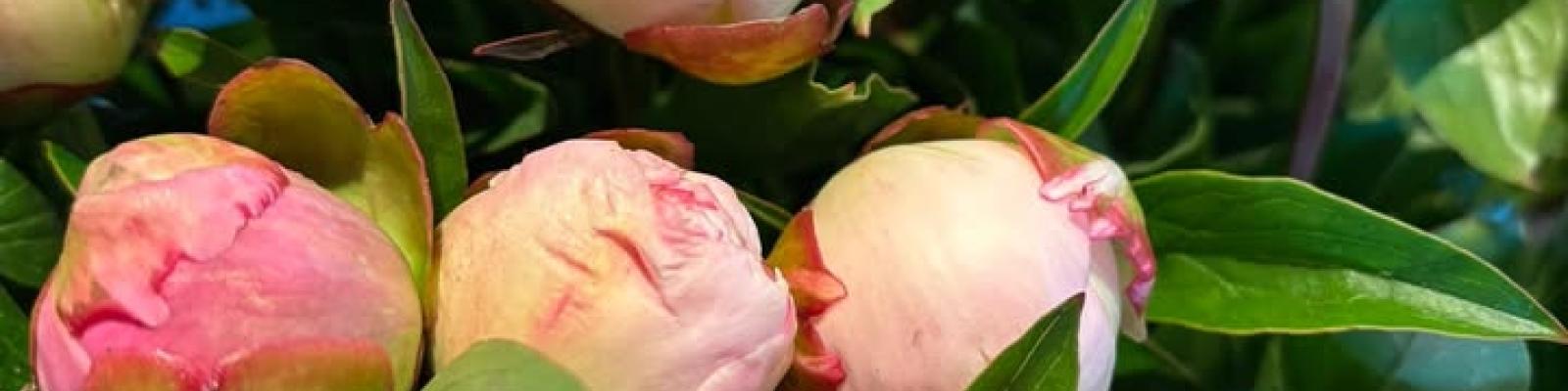 Nieuwsupdate 20 mei - 2025