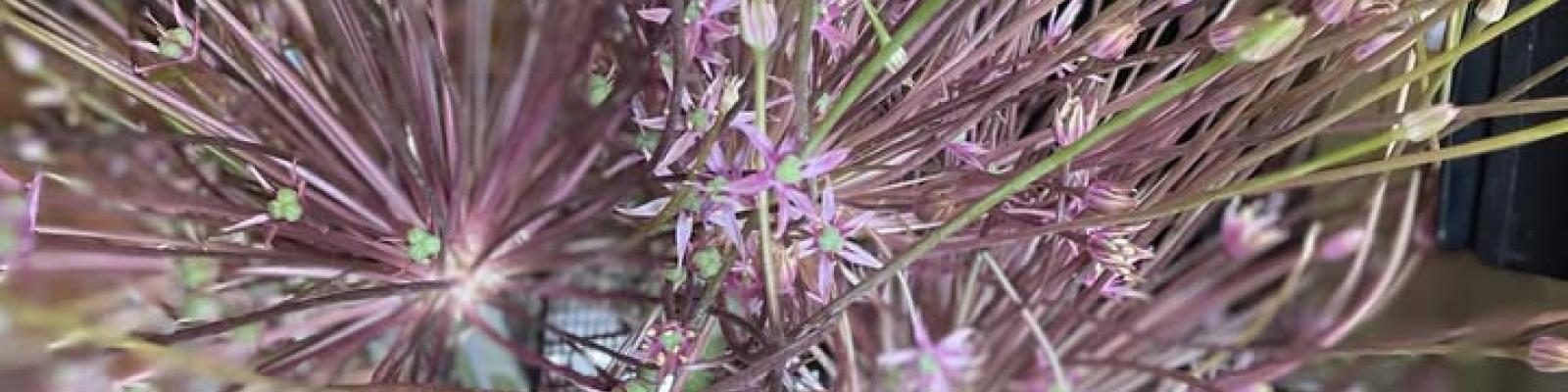 Nieuwsupdate 21 mei - 2025