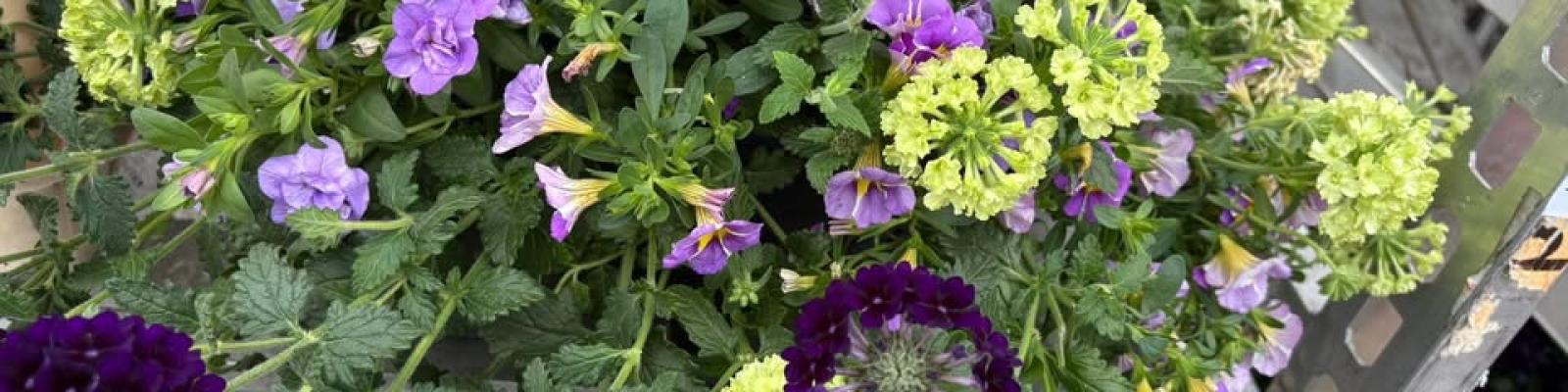 Nieuwsupdate 25 juni - 2025