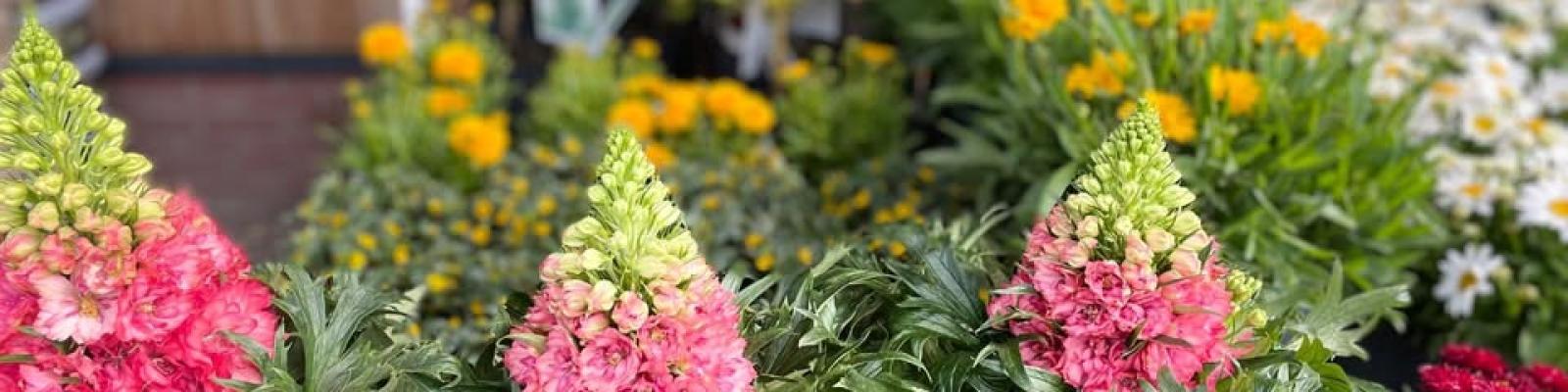 Nieuwsupdate 26 juni - 2025