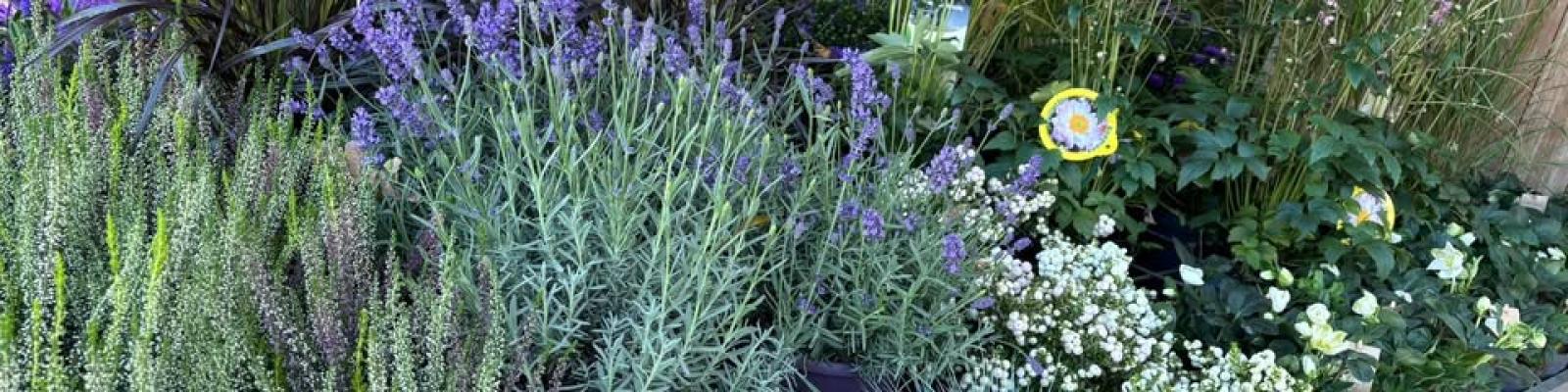 Nieuwsupdate 12 september - 2025